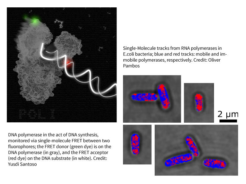 Image 1 single-molecule FRET between two fluorophores.The FRET donor (green) is on the DNA polymerase (grey) and the FRET acceptor(red )on DNA substrate(White).Image 2 :Single molecule tracks from RNA polymerases in E-coli bacteria, blue and red tracks.