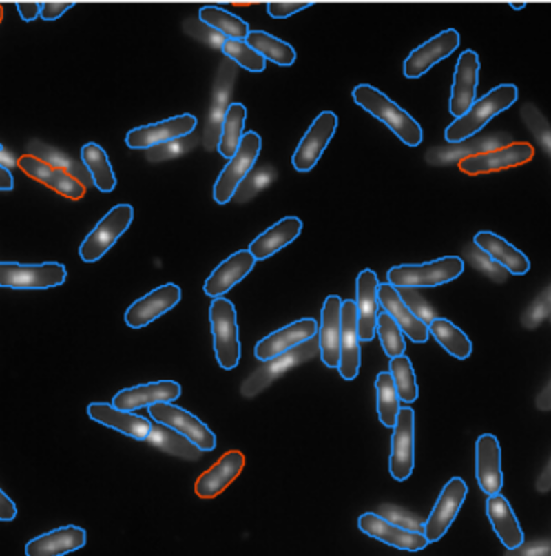 e coli bacterial cells 7
