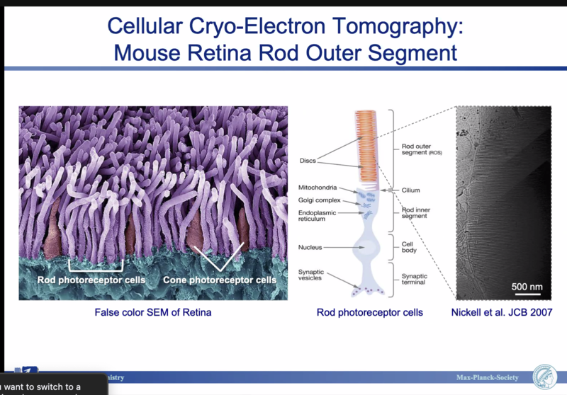 Cellular Cryo-Electron Tomography: Mouse Retina Rod Outer Segment Slide