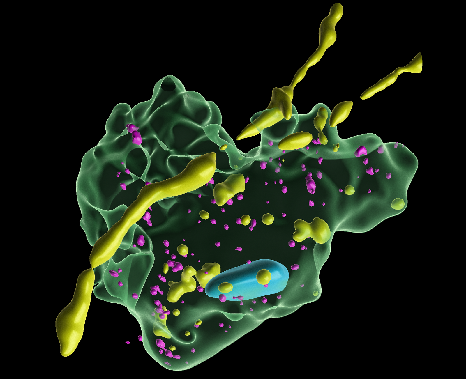 Scientific 3D illustration of a molecular structure featuring a translucent green protein surface, yellow and magenta molecules, and a blue component against a black background.