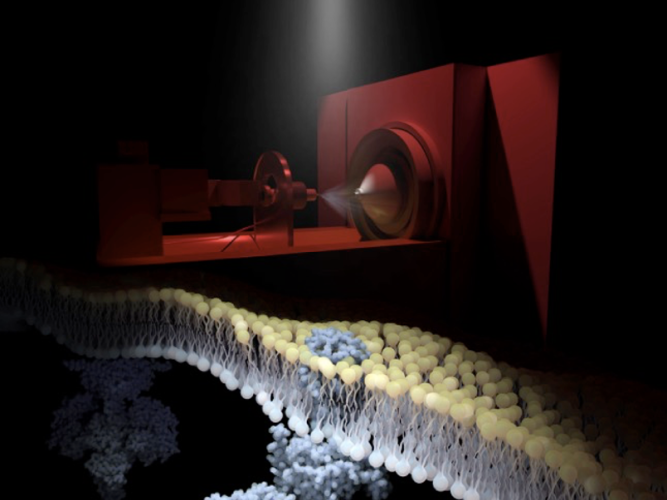 Research image showing cell membranes