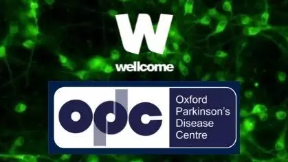 image for tracking calcium signalling in human dopamine neurons grown from stem cells in the laboratory.