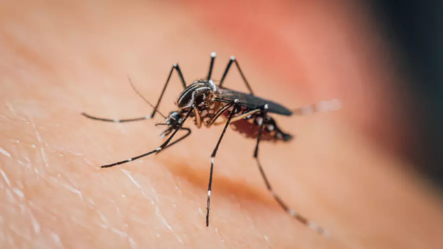 close-up photo of a mosquito on human skin